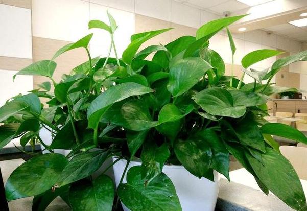 小苏打养花的妙用茉莉可以用吗,怎么让小苏打清洁作用发挥最大