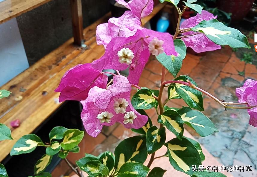 三角梅的花期是几月份至几月份,中国红三角梅花期长久吗