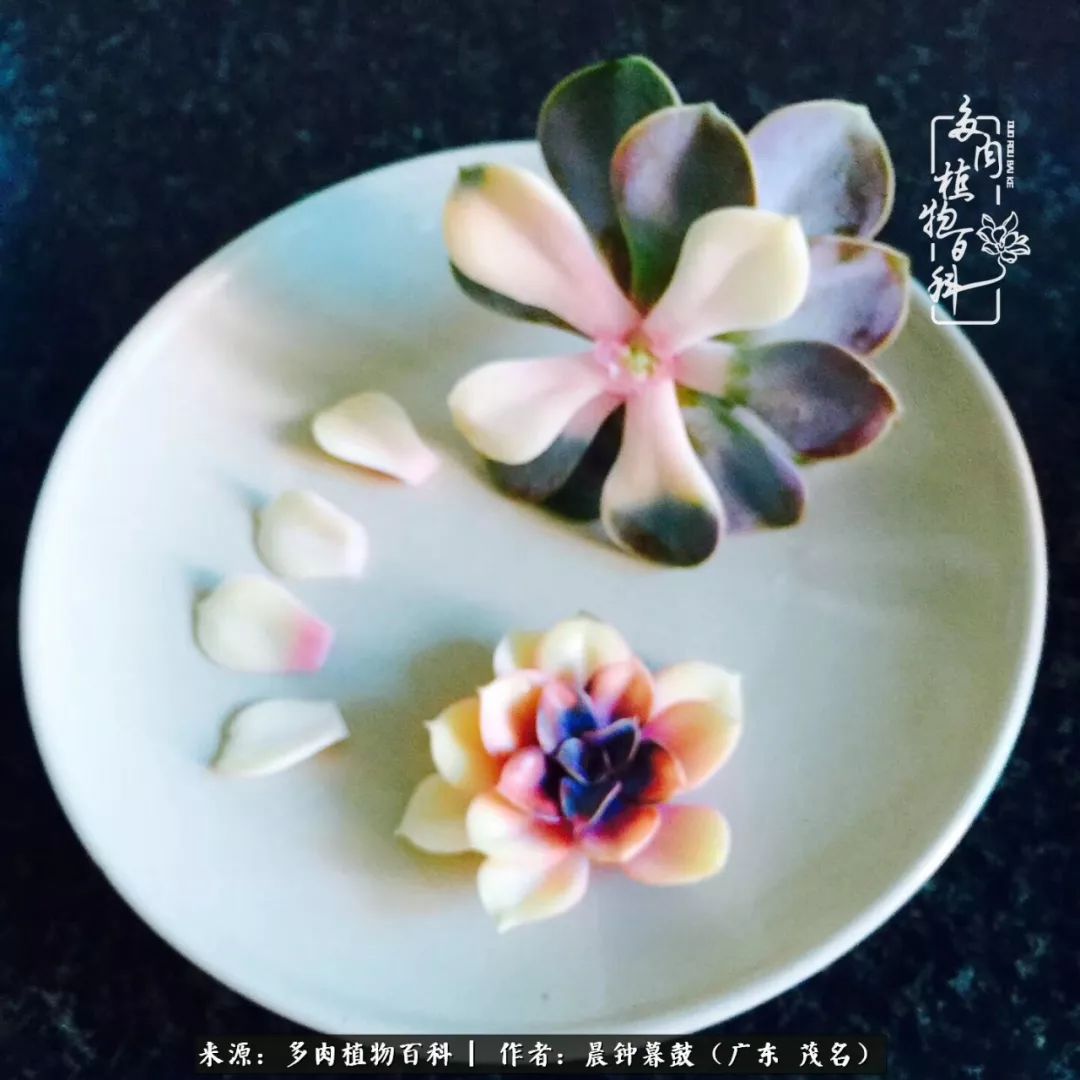 轻轻地告诉你,我的多肉也曾美过,不信你看看