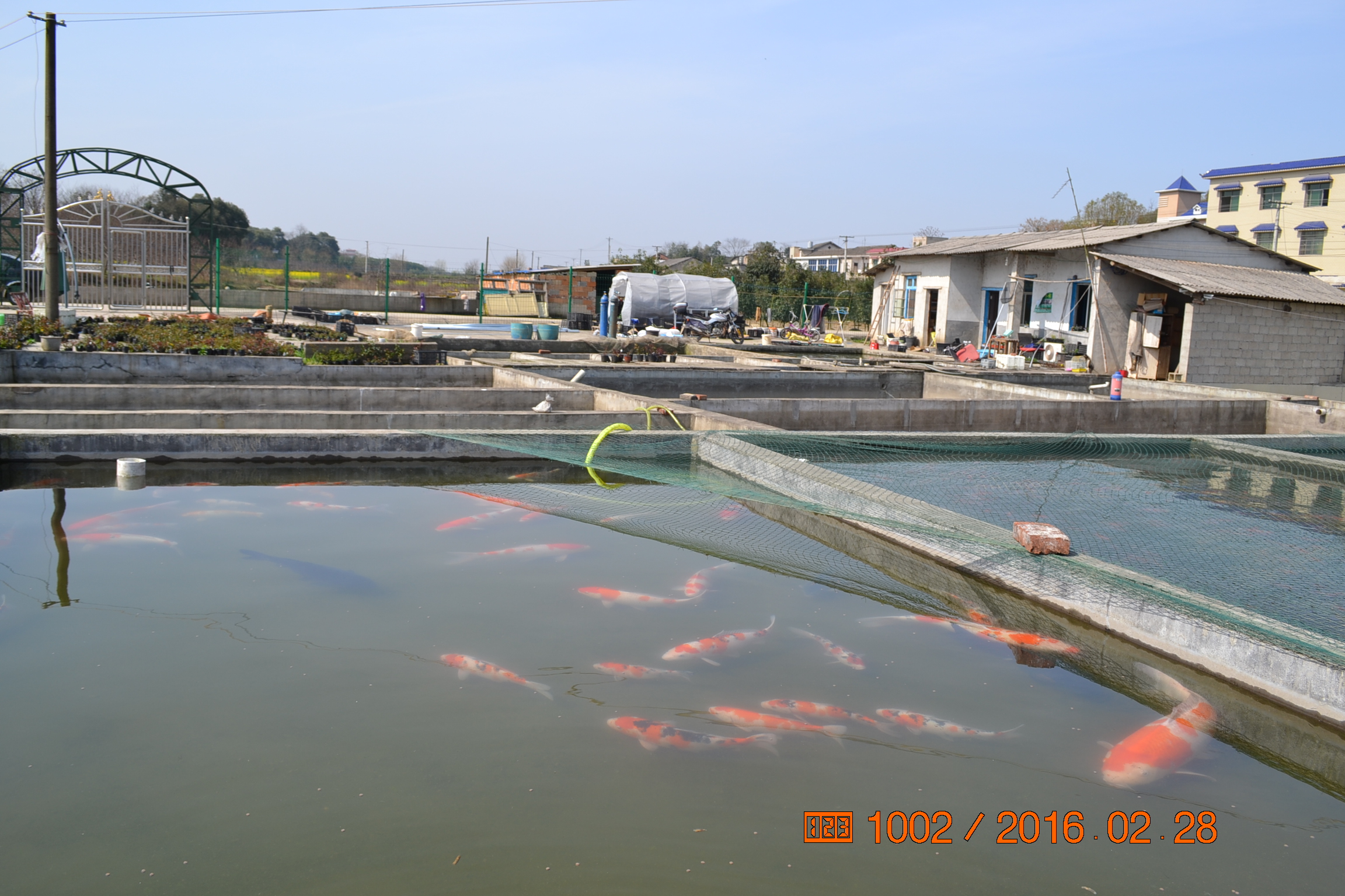 湖南最好的锦鲤养殖基地,湘潭锦鲤养殖