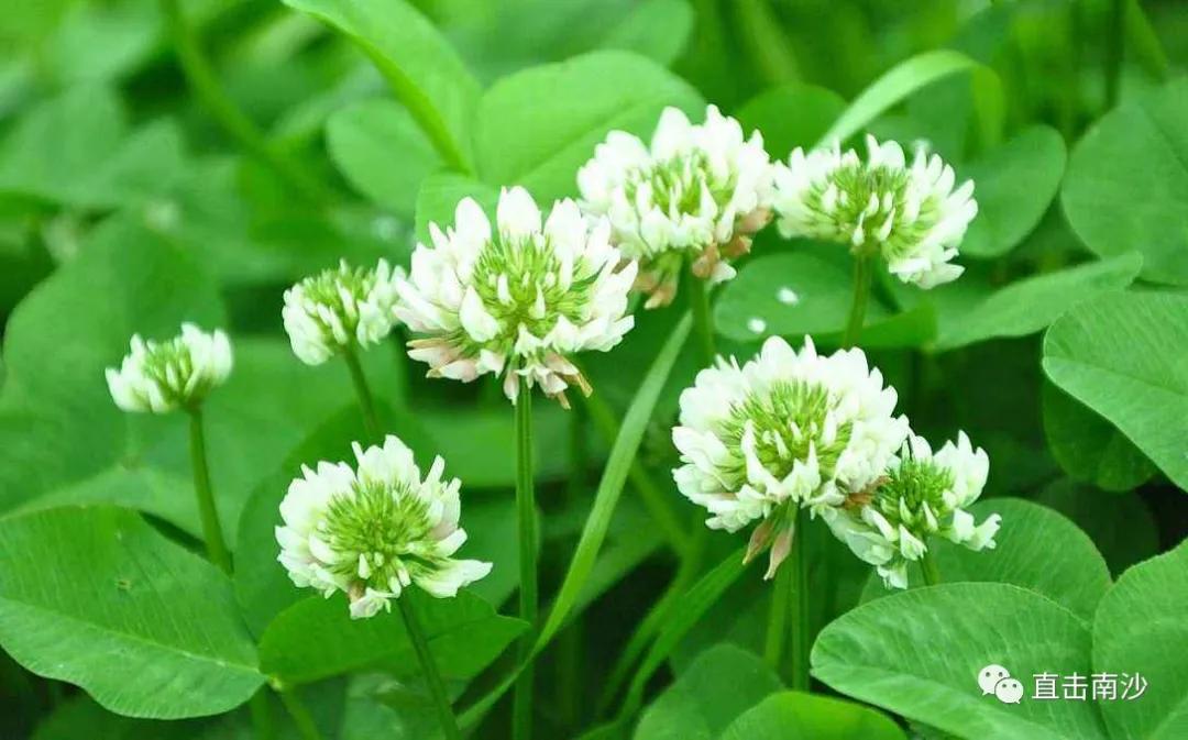 2019黄阁中心幼儿园招生,黄埠中心幼儿园招生