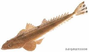 辽宁的水产品有哪些,辽宁常见的鱼