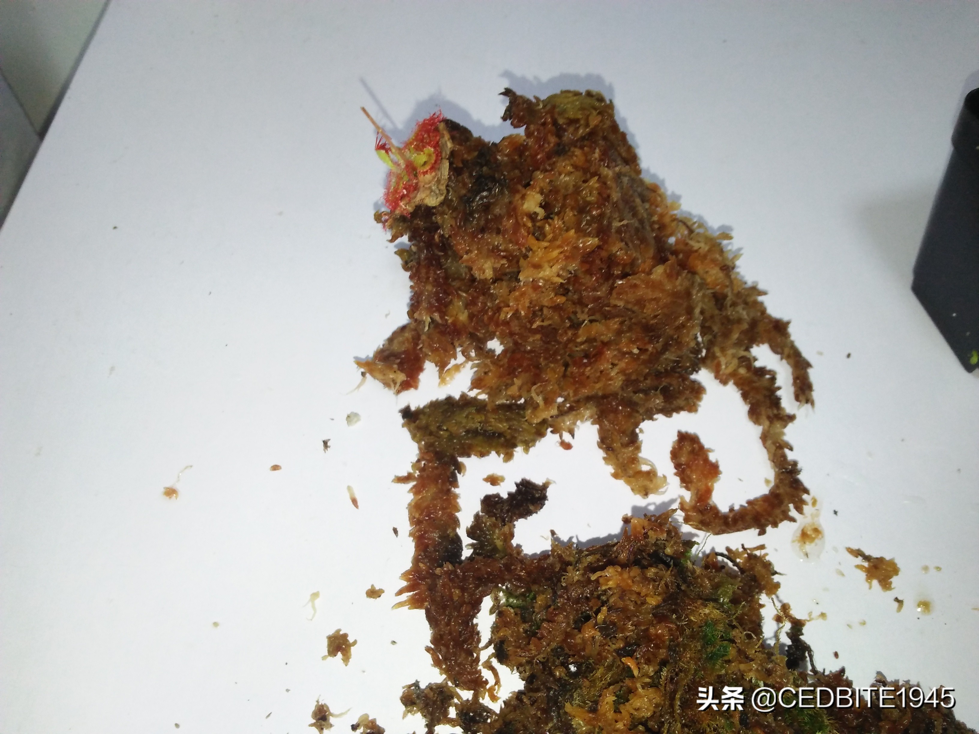 捕虫效率最高的食虫植物——茅膏菜种植攻略