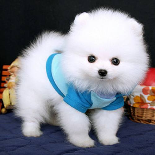 比熊每天尿特别多,比熊乱拉尿怎么办