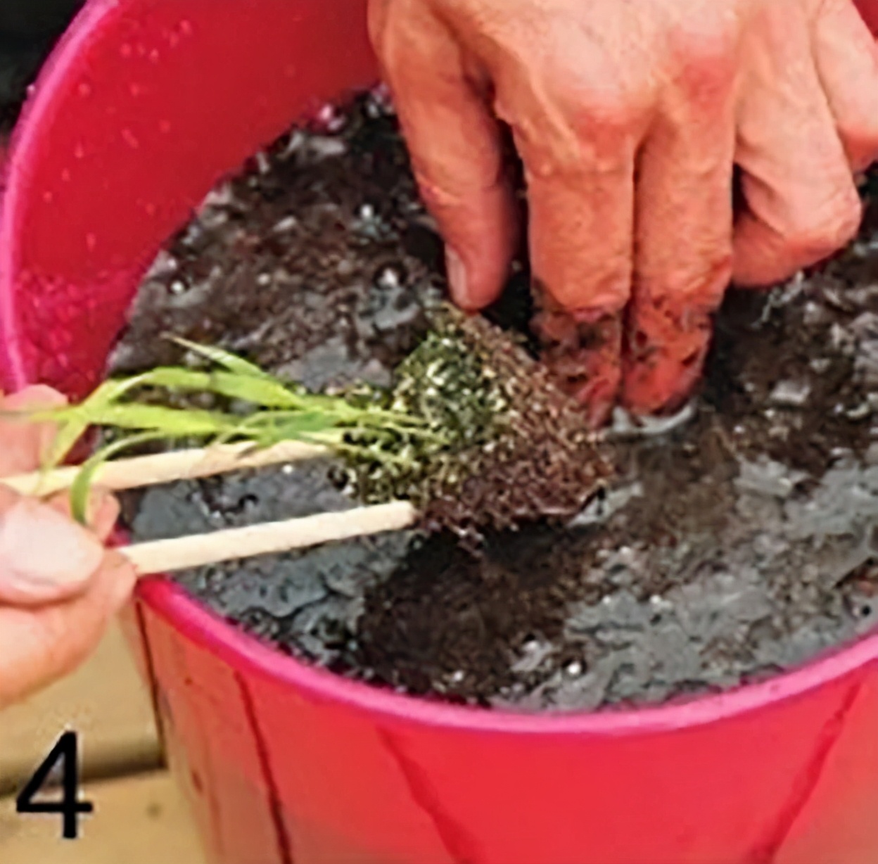 “大米熟了”，不是锅里煮的，而是阳台上栽的，一起来采摘吧