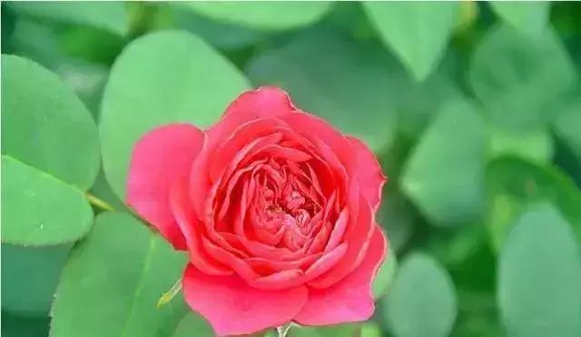 100种玫瑰品种图鉴大全,100种玫瑰品种图解