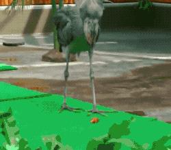 鲸头鹳看上去呆傻又蠢萌,实际上它连鳄鱼都吃,龟壳都能消化掉