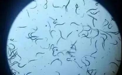 肉肉长根瘤怎么处理,肉肉养殖前的处理方法