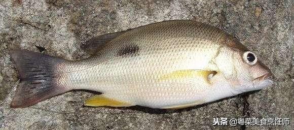 名贵海鲜干货有哪些品种,名贵海鲜水产品种类