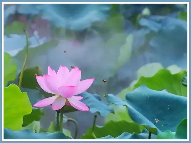 魔都赏花旅游攻略,魔都春季赏花好地方