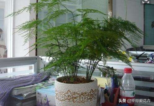 文竹烂根怎么补救,文竹烂根怎么办如何补救