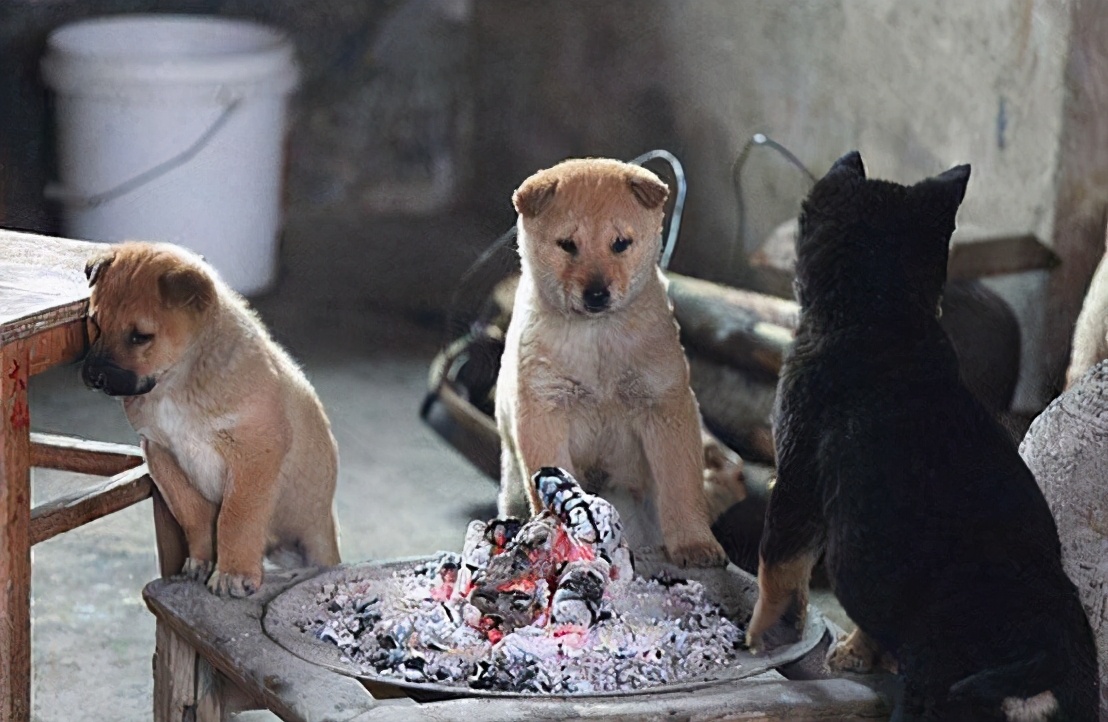 这十种狗狗是真的怕冷,这几种狗超怕冷出门要记得穿衣服