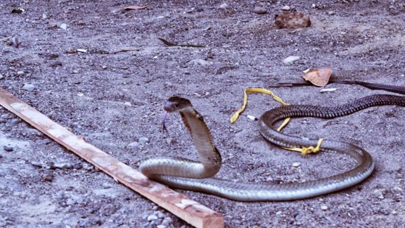 毒蛇的毒性分几种啊,毒蛇毒性排名榜