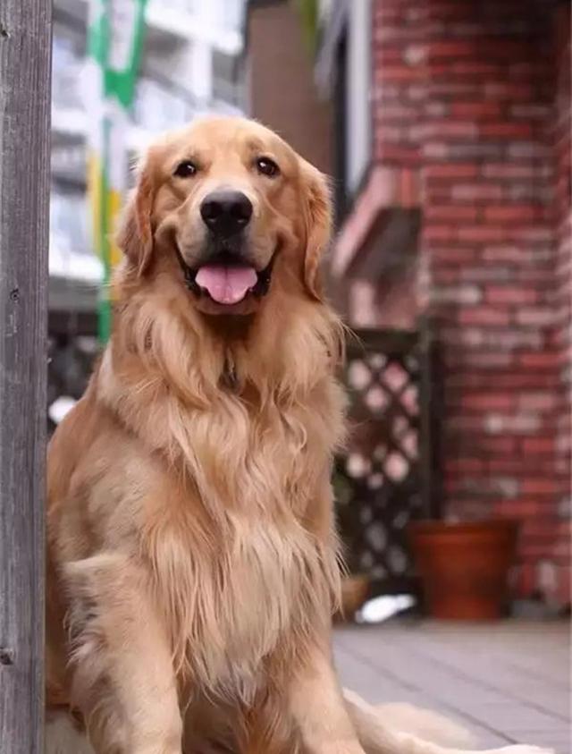 金毛犬怎么养视频教程,金毛犬最佳饲养方法