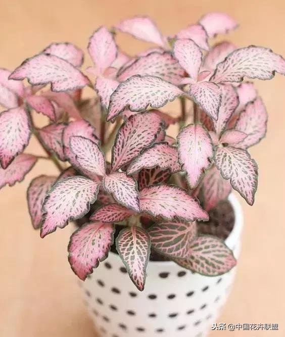 打翻了调色盘的花,打翻了调色盘的美景