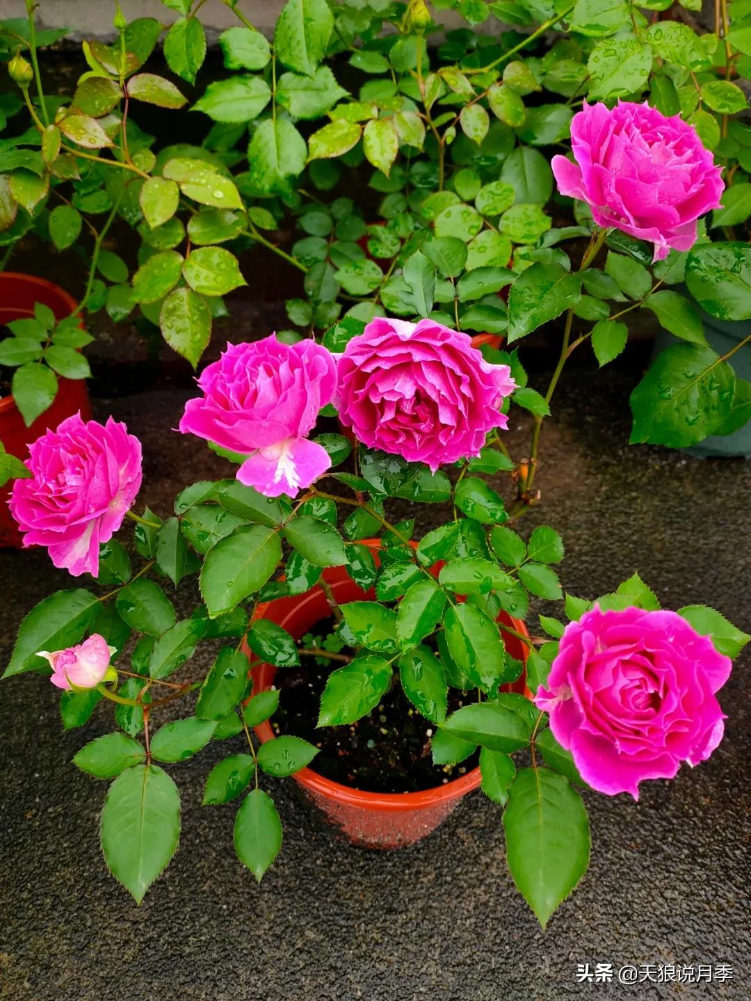 月季花是时候展现真正的技术了 (开春的第一波月季花就这么过去了)