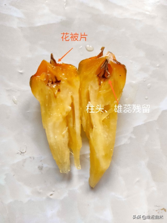 菠萝食用部位是果实的什么,菠萝的果实是什么东西