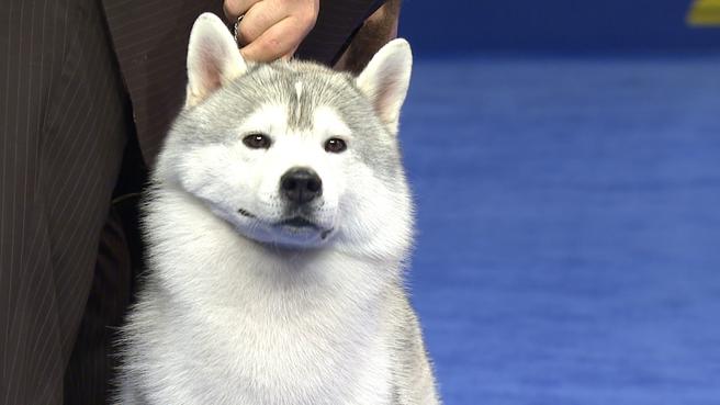 哈士奇太难养了,哈士奇难养吗