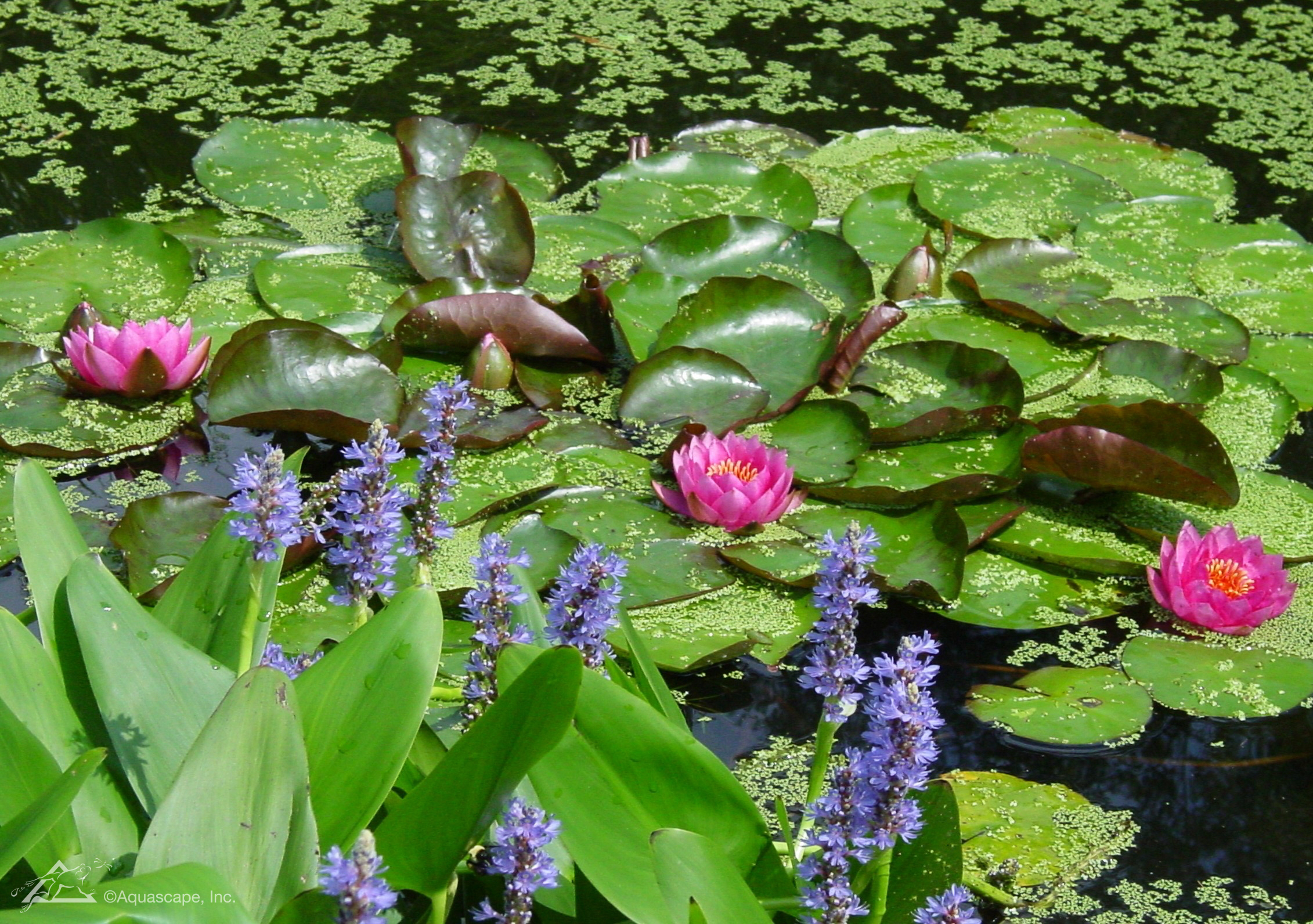 虎斑睡莲种植方法图解,睡莲根块种植方法视频