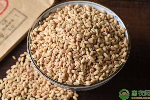 小麦仁米的营养价值功效与作用,麦仁市场多少钱一斤