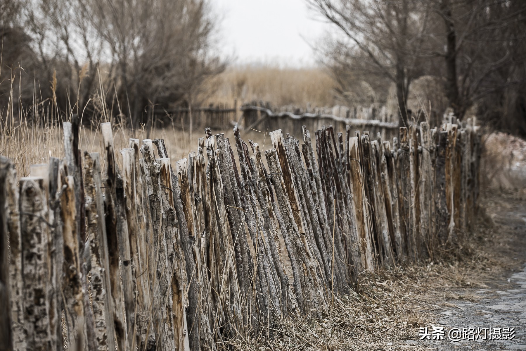 王洛宾写的达坂城姑娘美如画,王洛宾去过伊宁吗