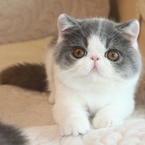 加菲猫有什么毛色,加菲猫有哪些毛色