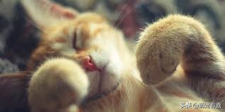 猫咪除尿臭最有效的方法,猫咪霉菌净