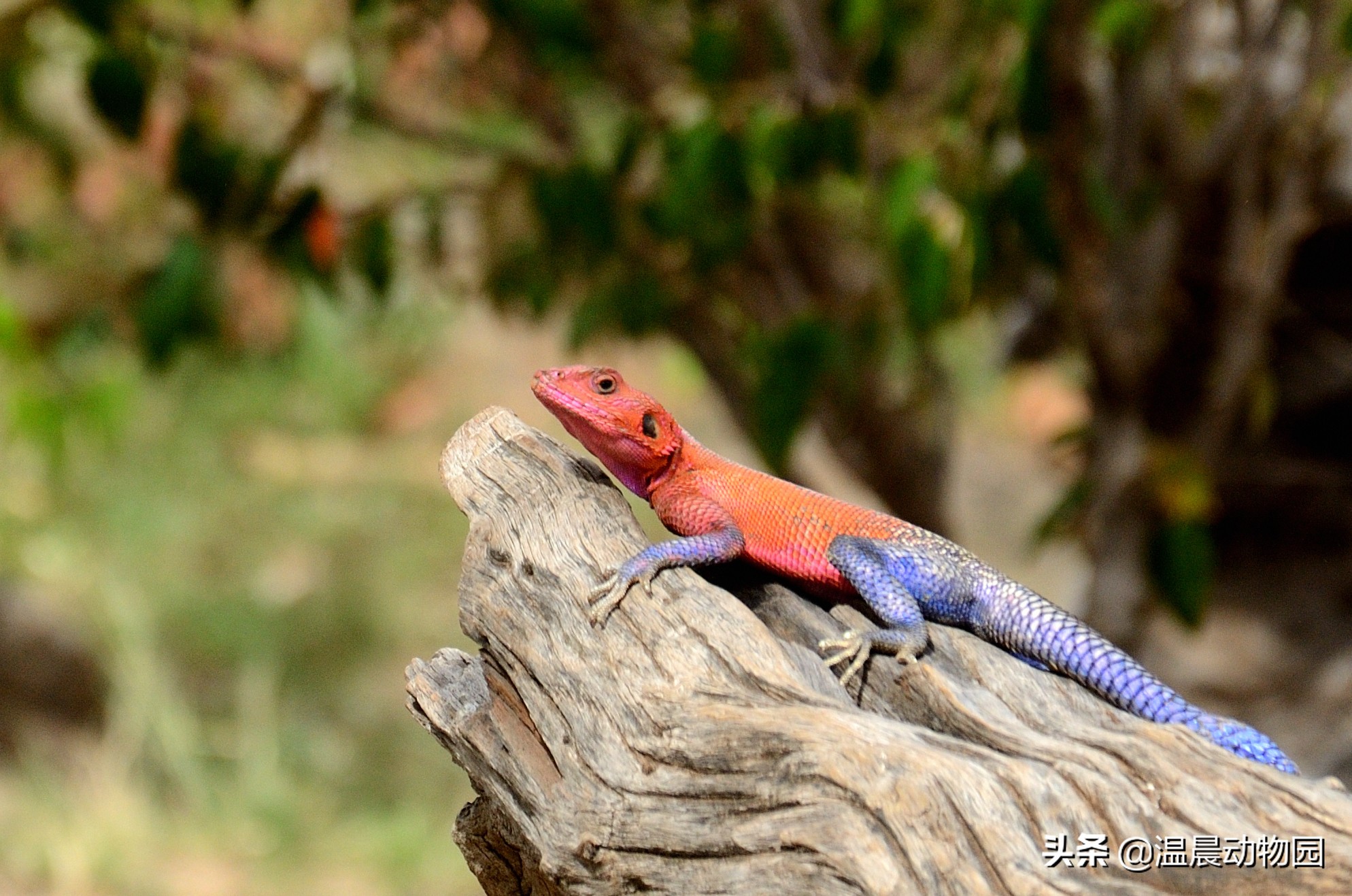 配色酷似蜘蛛侠的姆万扎鬣蜥，别怀疑，这不是修图作品，而是真的