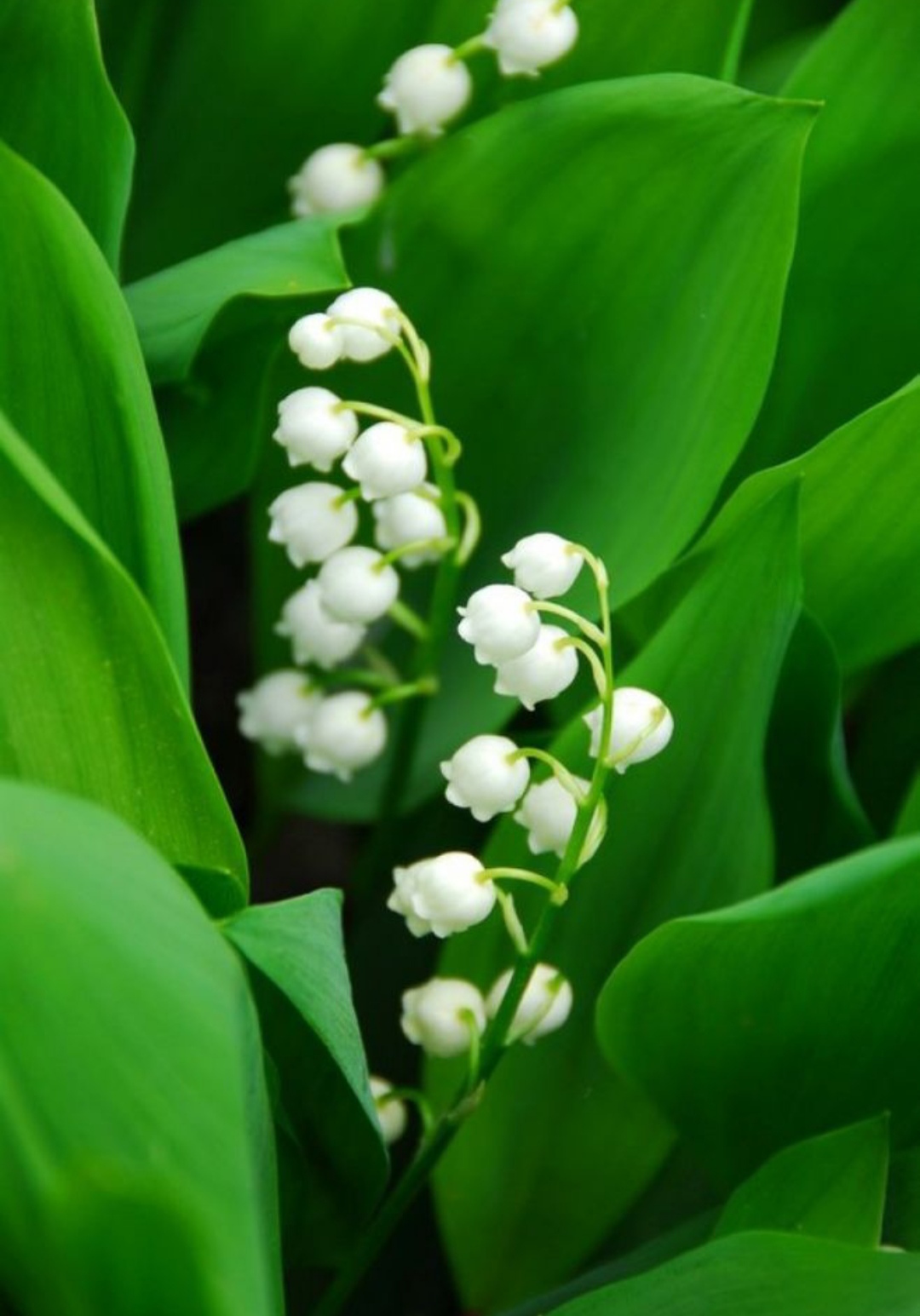 10种最毒花卉,20种大毒花