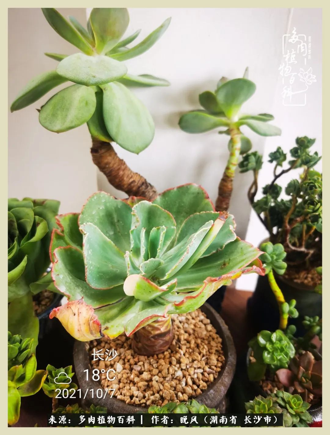 摇身一变成了奶爸,摇身一变成为打工人