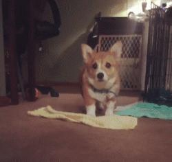 超级可爱呆萌的小奶狗,全种类小奶狗超萌合集