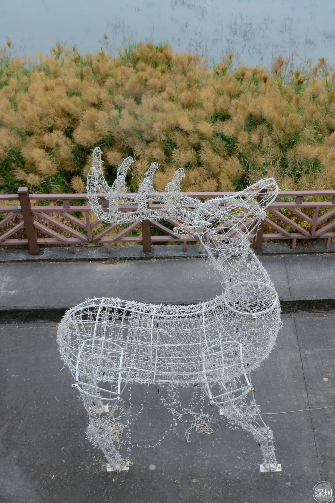 香蜜湖约会,香蜜湖真的要再见了吗