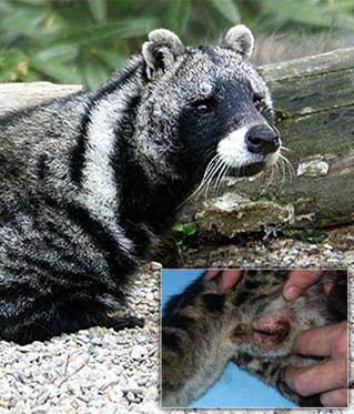 海狸灵猫麝香,麝香灵猫香区别