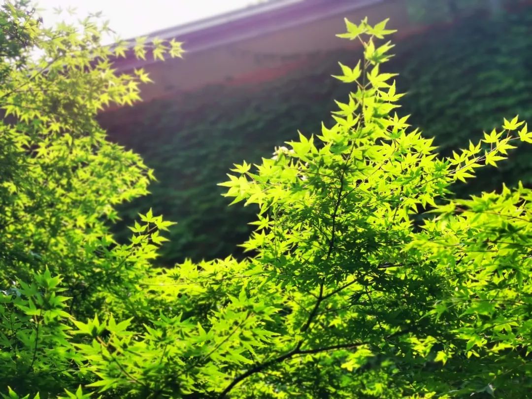 隐藏杭州红会医院内的红砖洋房，八十年前曾是贫苦百姓心中的圣地