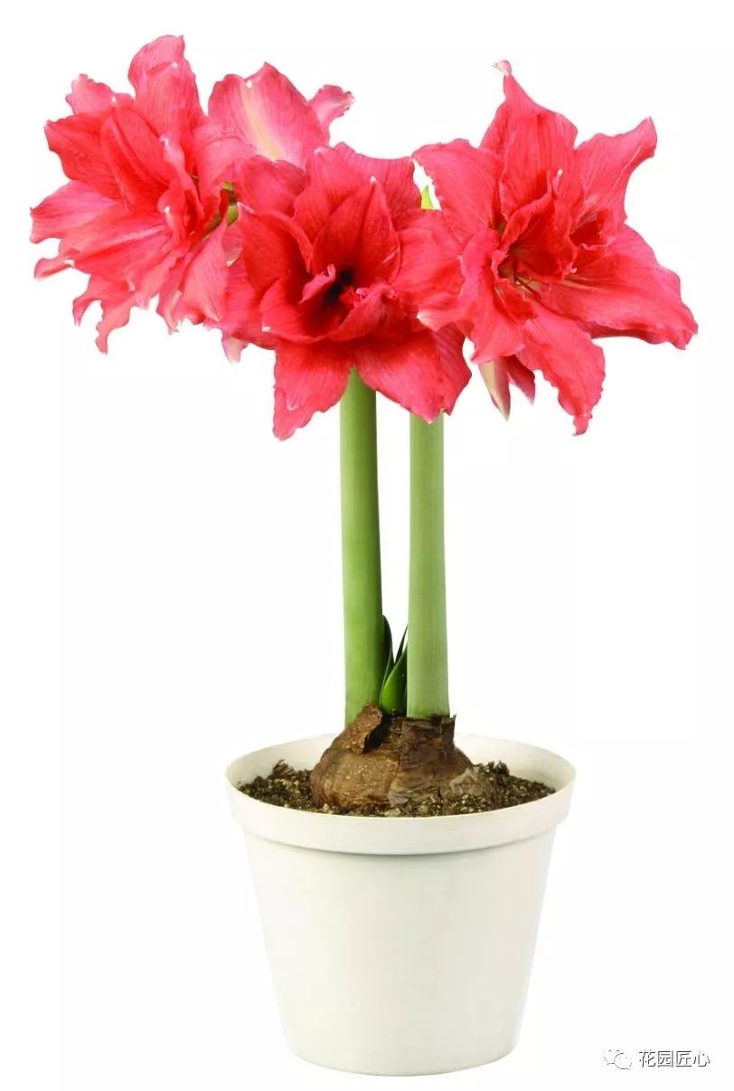 朱顶红为什么老是烂球,怎么才能让朱顶红不生小球