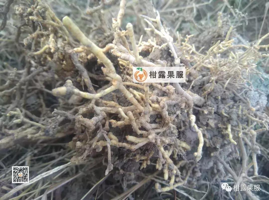 柑橘的常见病虫害和预防方法,柑橘新叶卷曲是什么虫害如何防治