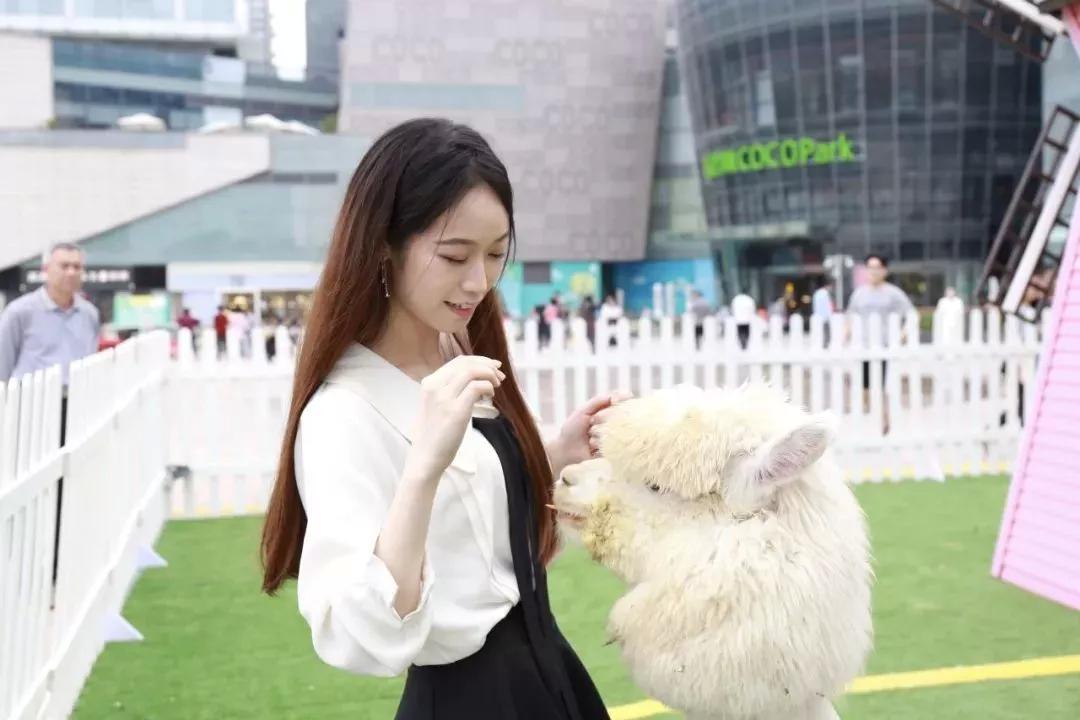 少女心爆炸,千只萌驼空降大坂田,领10000份羊驼潮趣礼品