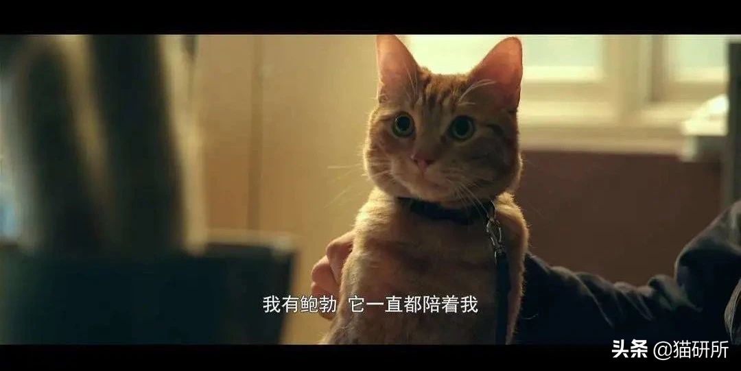 玄学靠谱还是科学靠谱,女人养猫与玄学有关吗