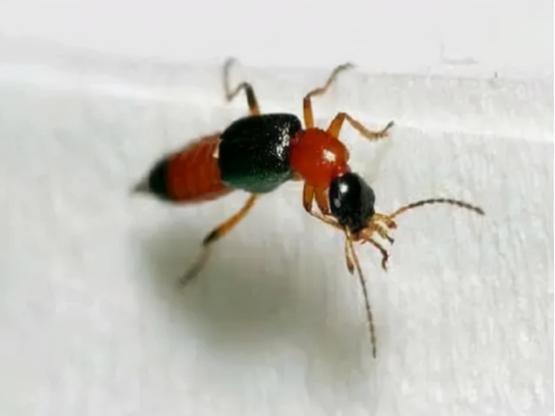 被隐翅虫毒液沾到涂什么药膏,被隐翅虫咬伤特效药