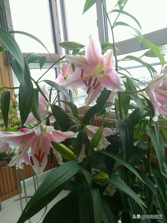 把百合种在花盆里能不能浇水,花无缺水溶肥种植百合