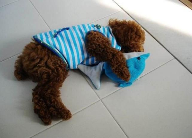 从狗狗的睡姿判断狗狗的性格,从狗狗睡姿判断狗狗性格