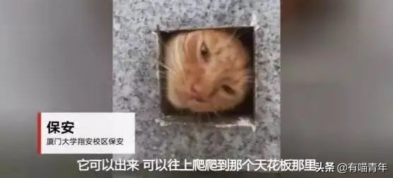 北大猫咪图鉴,中国人民大学猫咪图鉴