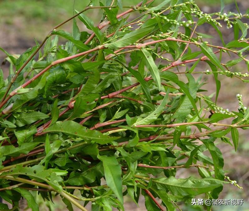 辣蓼草酒曲可以做豆豉吗,冬天采摘的辣蓼草可以做酒曲吗