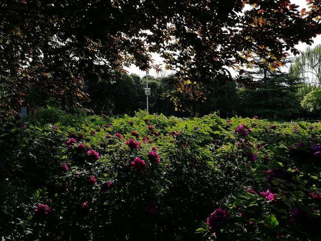 洛阳牡丹花摄影,中国牡丹花开摄影