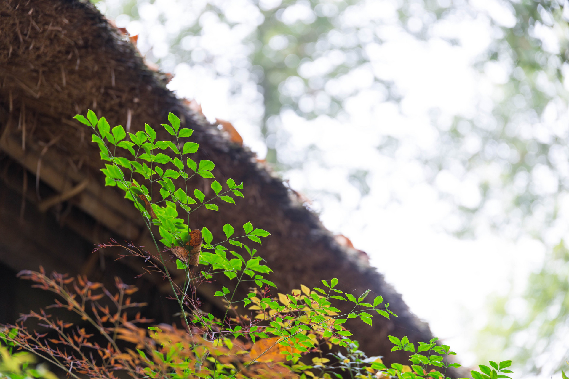 浜旀湀榛勬澶╀笁鏄熺櫧鍏板湴,涓夋槦鐧藉叞鍦颁簲鏈堥粍姊呭ぉ