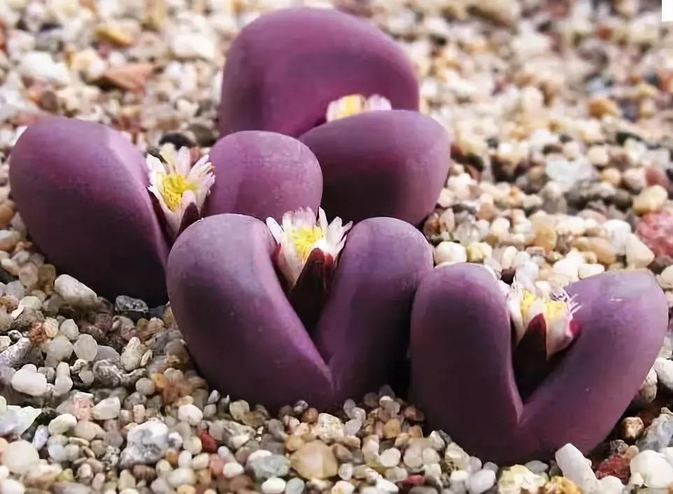 十大天价植物种子,十大顶级名贵植物