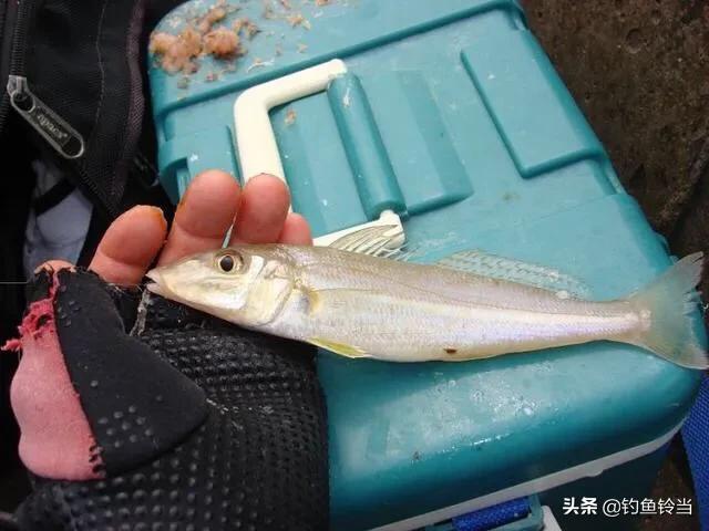 沙尖鱼钓法视频教程,沙尖鱼怎么钓用几号钩