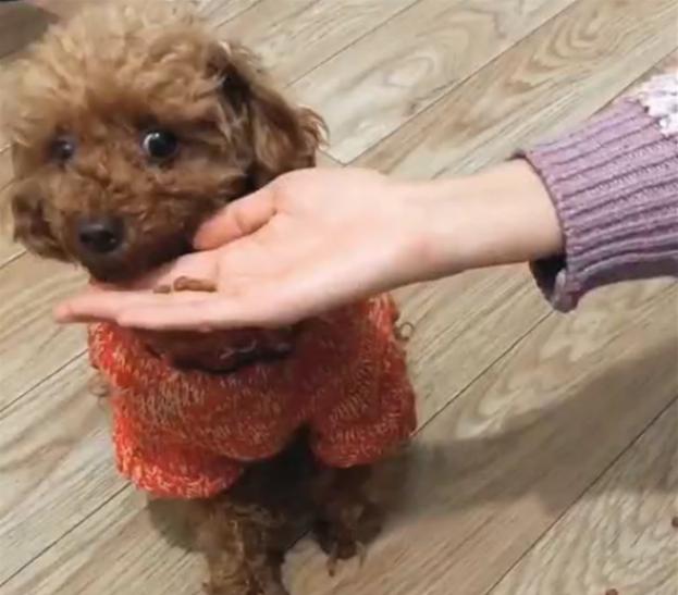 泰迪除了狗粮还有什么可以吃,除了狗粮还可以喂泰迪狗什么食物