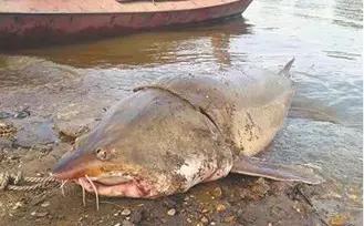 黑龙江五大名鱼,黑龙江最顶级的鱼