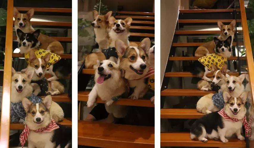 马克深圳最秀狗咖